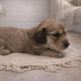 Shaded Cream Female - Limited AKC - Cream female Dachshund puppy in Nashville, Tennessee from Farmhouse Sausages - Located in TN delivers all over US including California