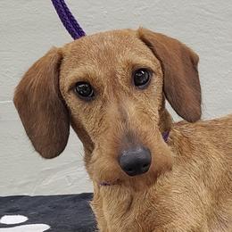 Pepe - Dachshund