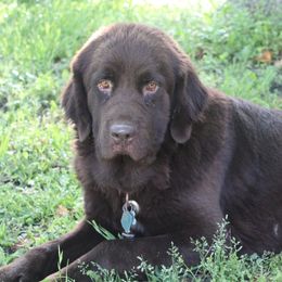 Hazel - Newfoundland