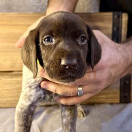 Yellow Male - Liver roan male German Shorthaired Pointer puppy in Laurel, Montana from Upland Points Gun Dogs