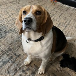 Kalli - Beagle