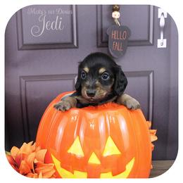 JEDI - AKC Registered - Black and tan male Dachshund puppy in Graceville, Florida from Misty's 101 Doxies