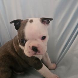 Olllie - Seal and white male Boston Terrier puppy in Marion, North Carolina from Christy's Boston Butts