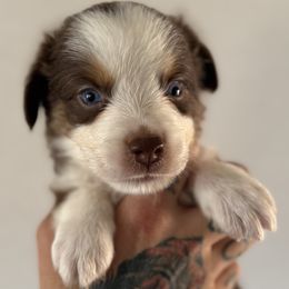 Gamble - Red tri-color male Miniature American Shepherd puppy in Tucson, Arizona from Outlaw Minis