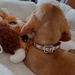 Dachshunds from Mavericks Mini Dachshunds