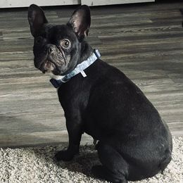 French Bulldogs from Ozark Puppy Pals