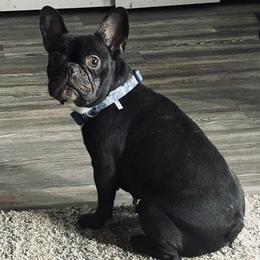 French Bulldogs from Ozark Puppy Pals