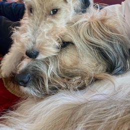 Wire Fox Terrier Puppies from What the Fox - Wire Fox Terrier