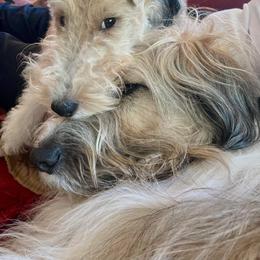 Wire Fox Terrier Puppies from What the Fox - Wire Fox Terrier