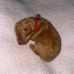 Hera - Apricot female Poodle puppy in Bakersfield, California from Pedigree Poodles