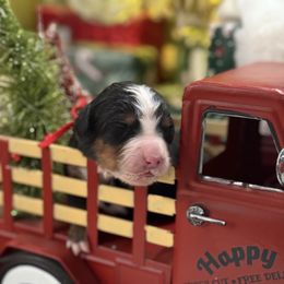 Candy Cane - Tri-color female Bernese Mountain Dog puppy in Gardner, Kansas from Faith and Family Farm