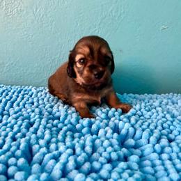 Frankie- girl 2 - Cream female Dachshund puppy in Wolf Lake, Indiana from Canisteo Dachshunds