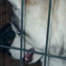 Siberian Husky Puppies from Xk siberians