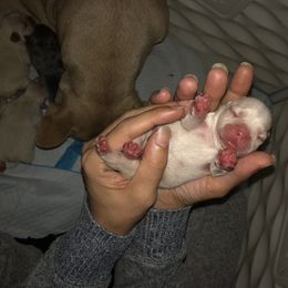 French Bulldog Puppies from 360° Frenchies