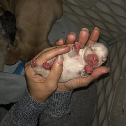 French Bulldog Puppies from 360° Frenchies