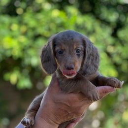 Dachshund Puppies from Crowned Doxies