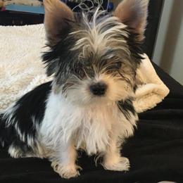 Yorkshire Terrier Puppies from Lynnie’s Lovables Yorkies