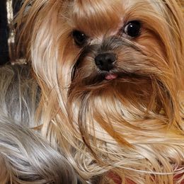 Yorkshire Terriers from CYPRESS FALLs YORKIES