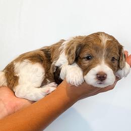 Abby - Red merle female Aussiedoodle puppy in Flagstaff, Arizona from Gunstock Doodles