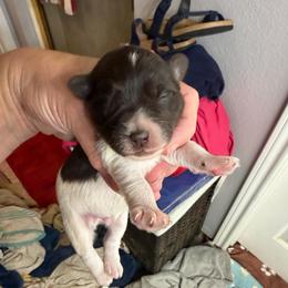 Bennett - Liver male Miniature Schnauzer puppy in College Station, Texas from Fran’s Miniature Schnauzers