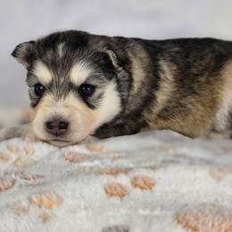 Aki - Sable and white male Siberian Husky puppy in Buckeye, Arizona from Anime Huskies