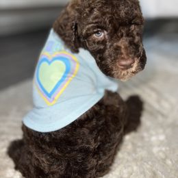 French Bulldog and Poodle Puppies from KAI Kennels