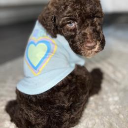 French Bulldog and Poodle Puppies from KAI Kennels