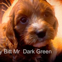 Mr Dark Green - Red male Cavapoo puppy in Maple Grove, Minnesota from Honey Bit Kennels
