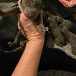 Girl 2 - Blue and rust female Doberman Pinscher puppy in New River, Arizona from Desert Mountain Dobermans