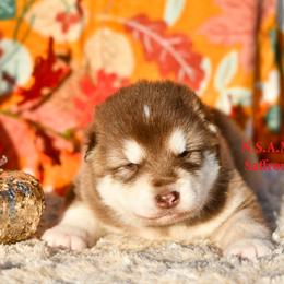 Alaskan Malamute Puppies from North Shore Alaskan Malamutes