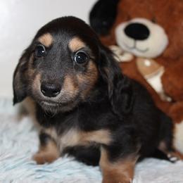 Girl 4 - Black and cream female Dachshund puppy in Craig, Colorado from Rocky Mountain Shih Tzus and Dry Creek Miniature Dachshunds