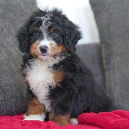 Chevy - Tri-color male Bernedoodle puppy in Dundee, Ohio from Down Home Doodle