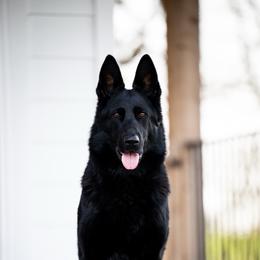 Hety - German Shepherd
