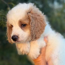 Dune - Parti male Goldendoodle puppy in San Antonio, Texas from The Doodle Spot