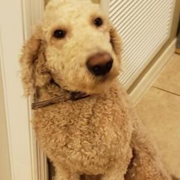 Koda - Goldendoodle