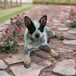 Girl 1 - Blue speckled female Australian Cattle Dog puppy in Waterloo, South Carolina from Star Ranch Australian Cattle Dogs