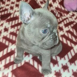 Adelle - Blue female French Bulldog puppy in Graham, Washington from Kristy's French Bulldogs & Mini Schnauzers