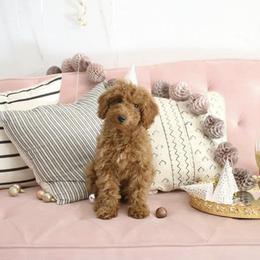 Goldendoodle Puppies from Yuppy Puppy Goldendoodles