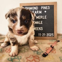 Coral - Red merle female Australian Shepherd puppy in Camp Verde, Arizona from Diamond Pines Farm