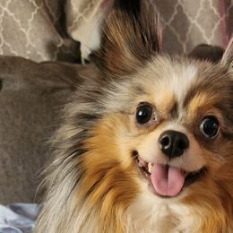 Chihuahuas, French Bulldogs, and Pomeranians from Steel City Exotics