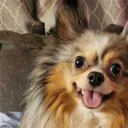 Chihuahuas, French Bulldogs, and Pomeranians from Steel City Exotics