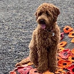 Poppy - Cockapoo