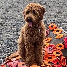 Poppy - Cockapoo