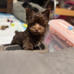 Jesse - Pur Collar - Liver female Yorkshire Terrier puppy in Dallas, Texas from JBzPawz