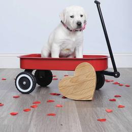 Dilute Retriever and Labrador Retriever Puppies from Labrador Retriever Puppies