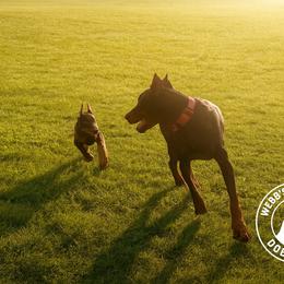 Doberman Pinscher Puppies from Webb’s House of Doberman LLC