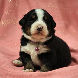 Iris - Black rust and white female Bernese Mountain Dog puppy in Elkton, Maryland from Bernese Beauties
