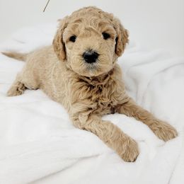 Bernedoodle, Double Doodle, and Goldendoodle Puppies from Winding Creek Ranch