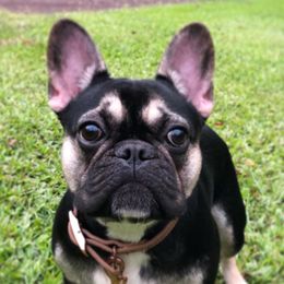 French Bulldogs from B + J Frenchies