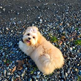 Angie - Maltipoo